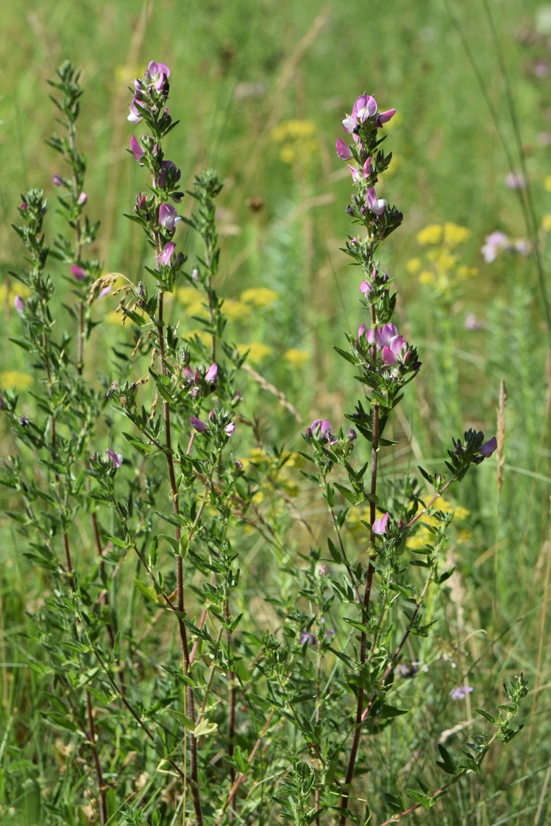 Field Restharrow photo 4