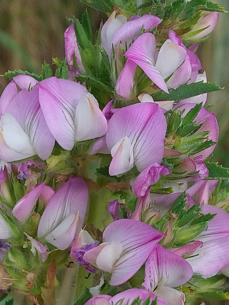 Field Restharrow photo 7