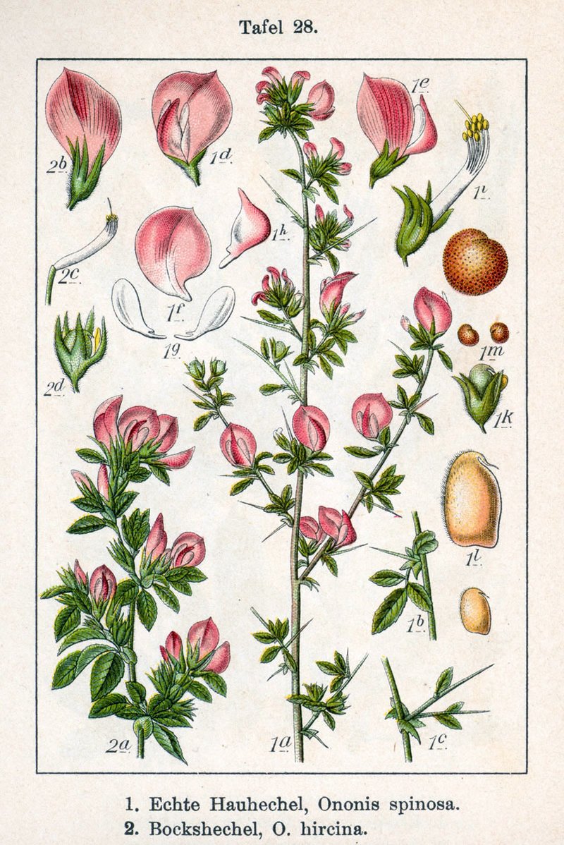 Field Restharrow photo 8
