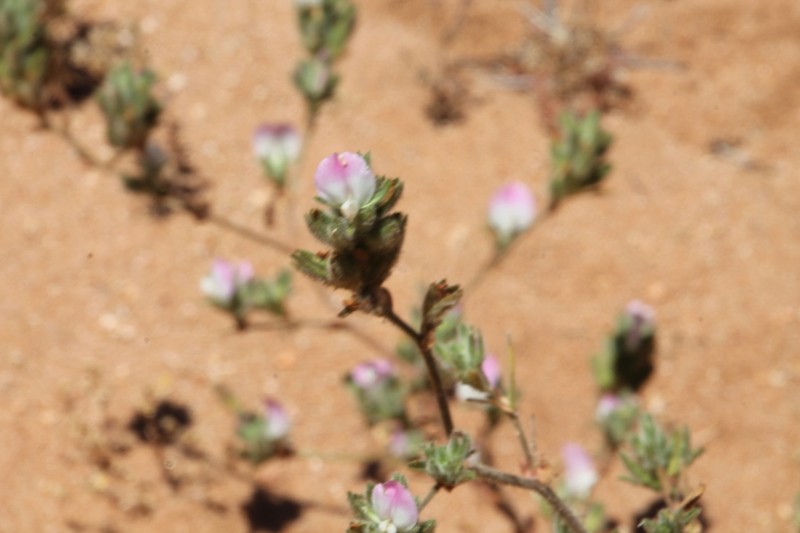 Ononis azcaratei