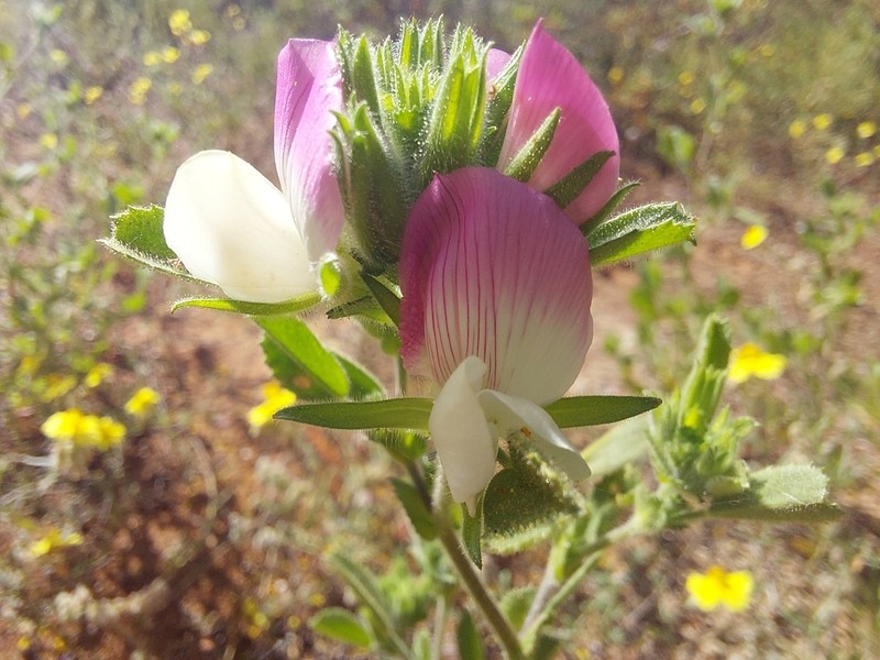 Ononis azcaratei photo 2
