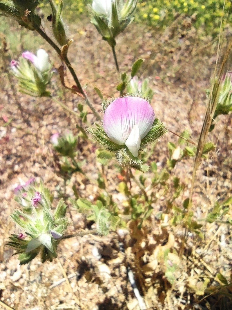 Ononis azcaratei photo 5