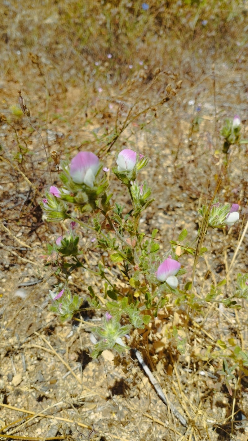 Ononis azcaratei photo 6