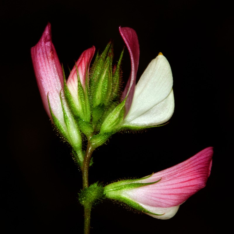 Ononis baetica