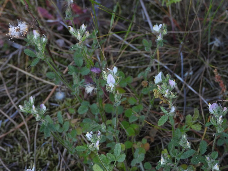 Ononis broteroana