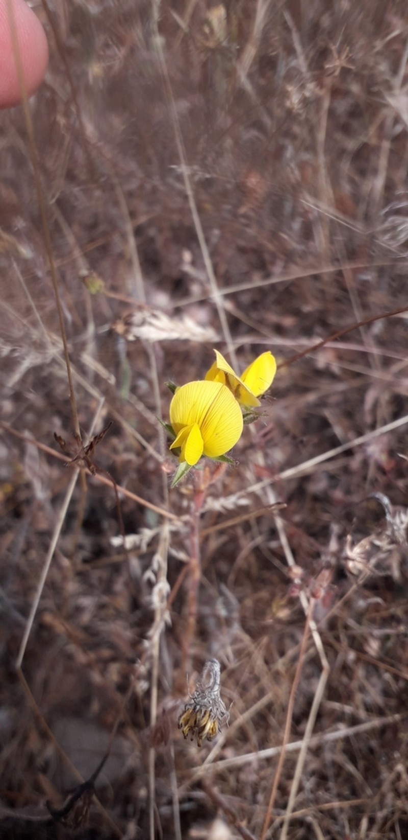 Ononis cintrana photo 5