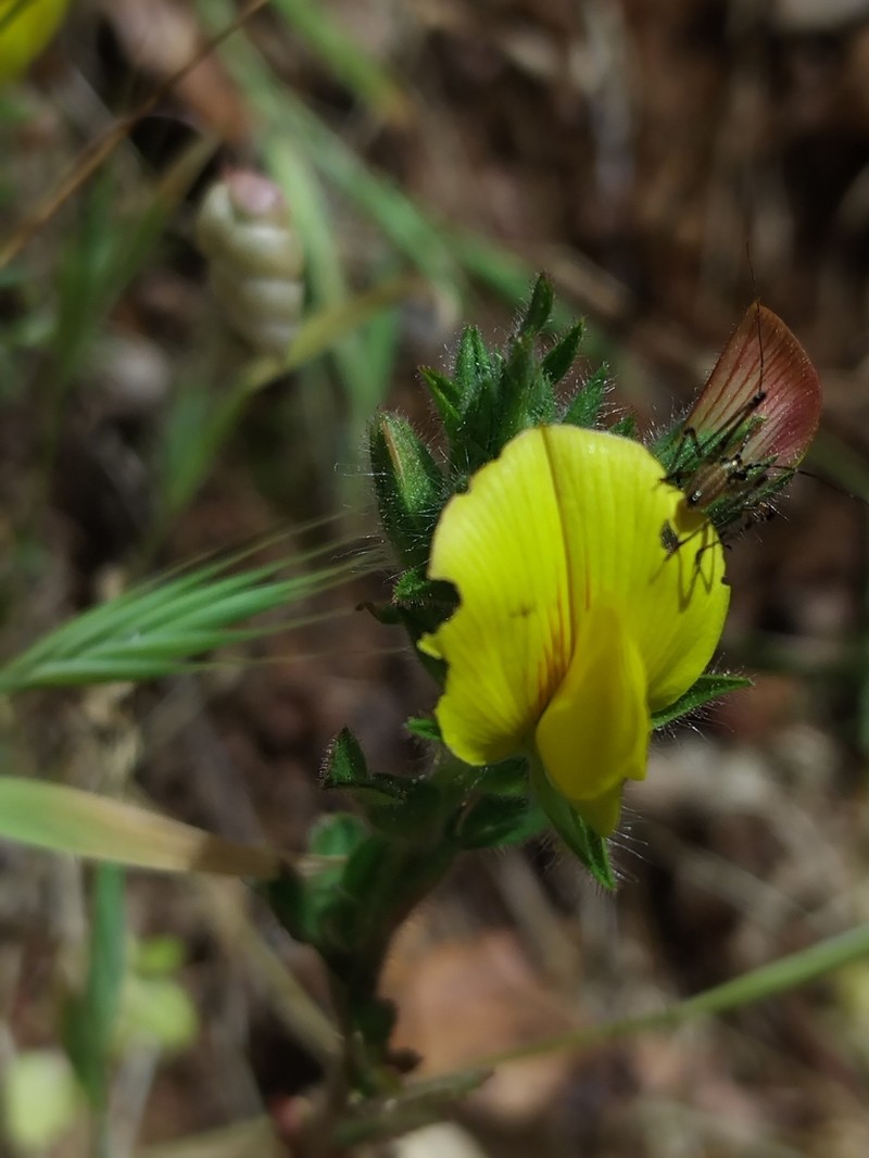 Ononis cintrana photo 6