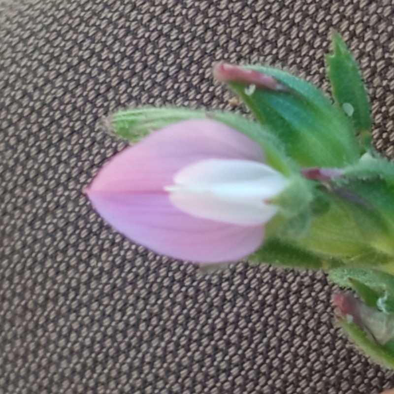 Ononis cossoniana