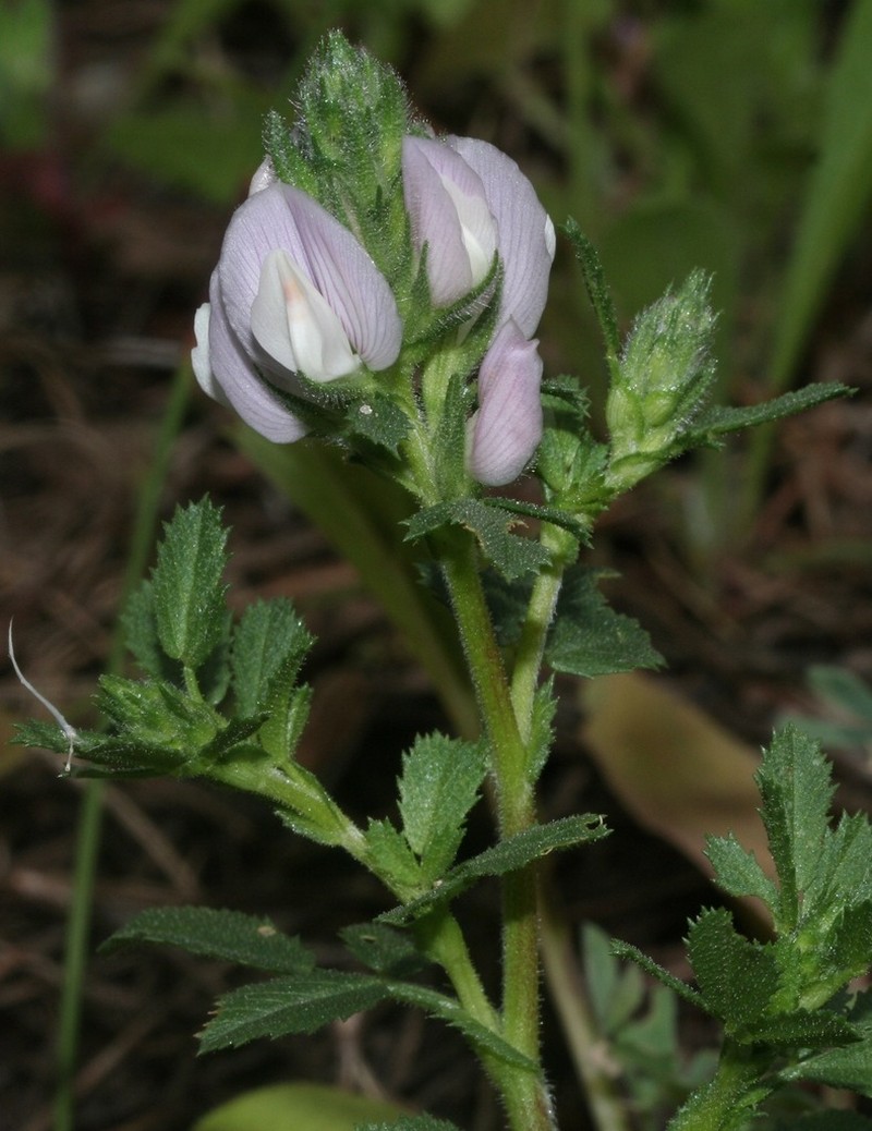 Ononis cossoniana photo 2