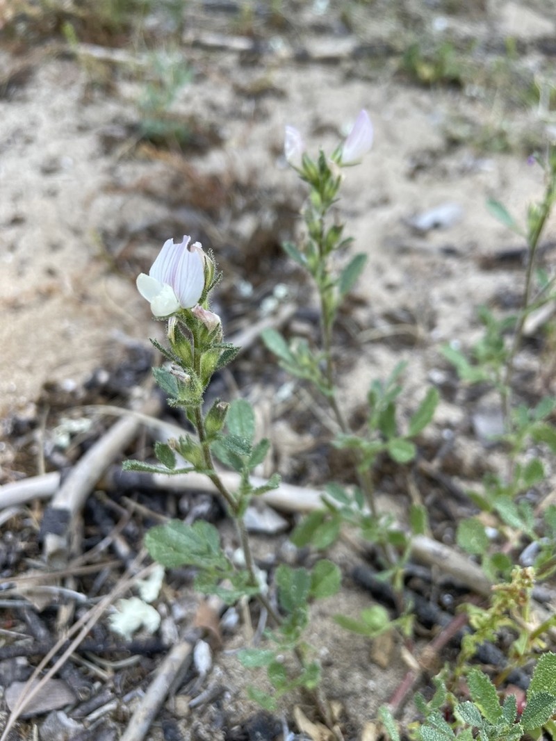 Ononis cossoniana photo 3