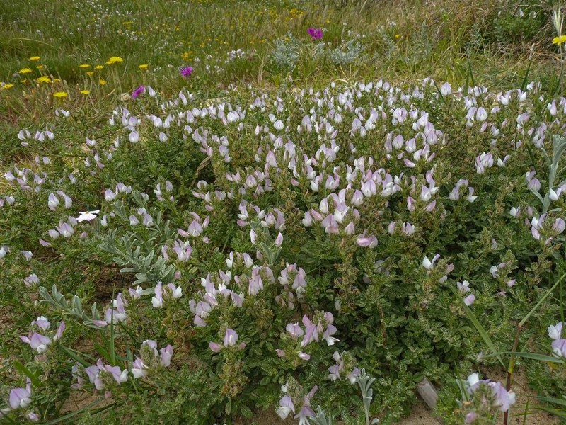 Ononis cossoniana photo 4