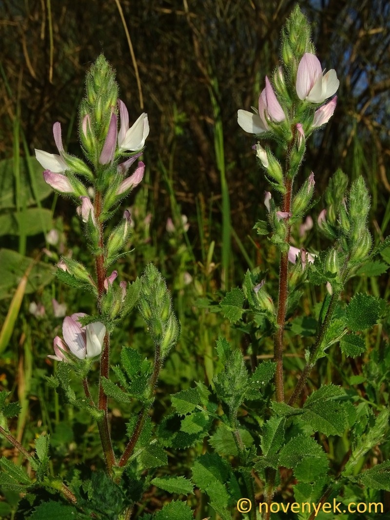 Ononis cossoniana photo 5