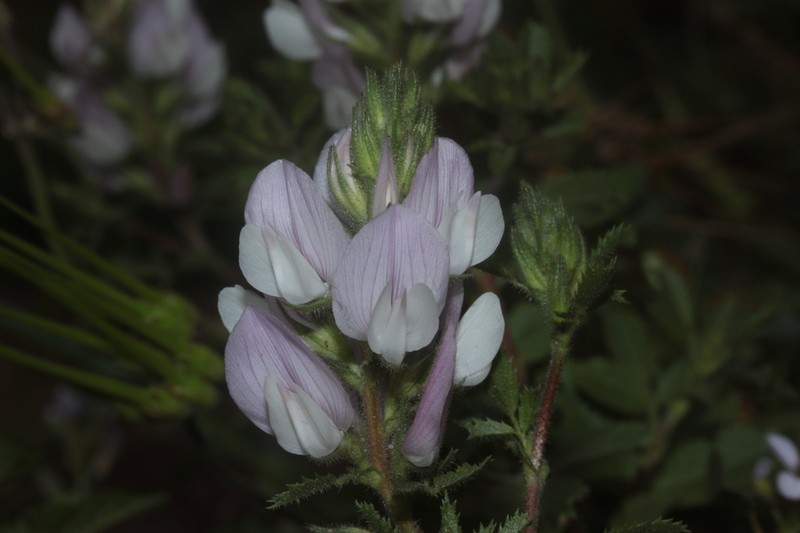 Ononis cossoniana photo 6