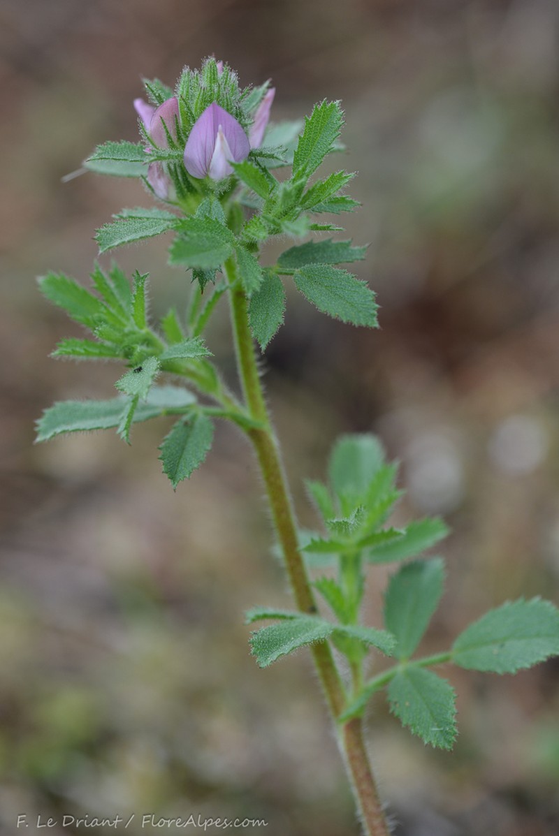 Ononis cossoniana photo 7