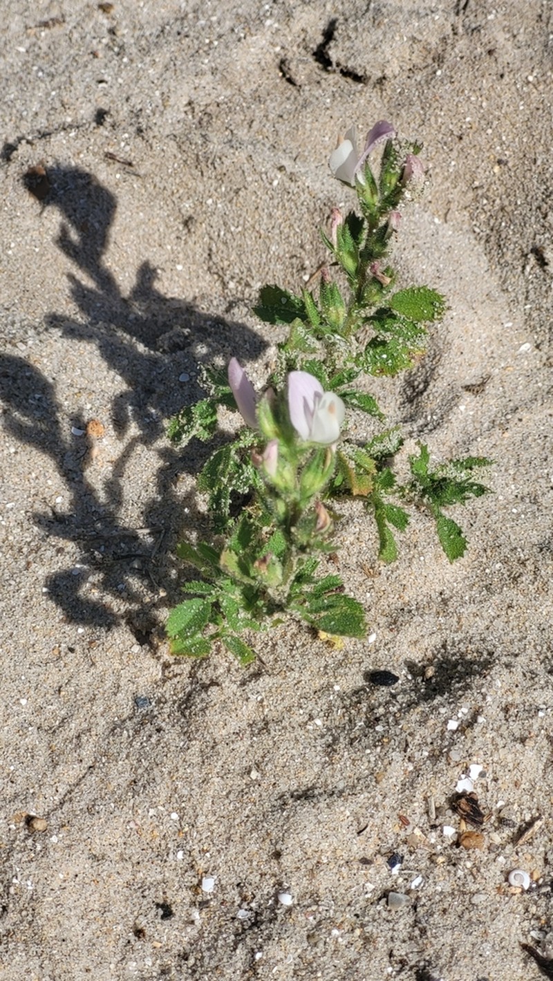 Ononis cossoniana photo 8