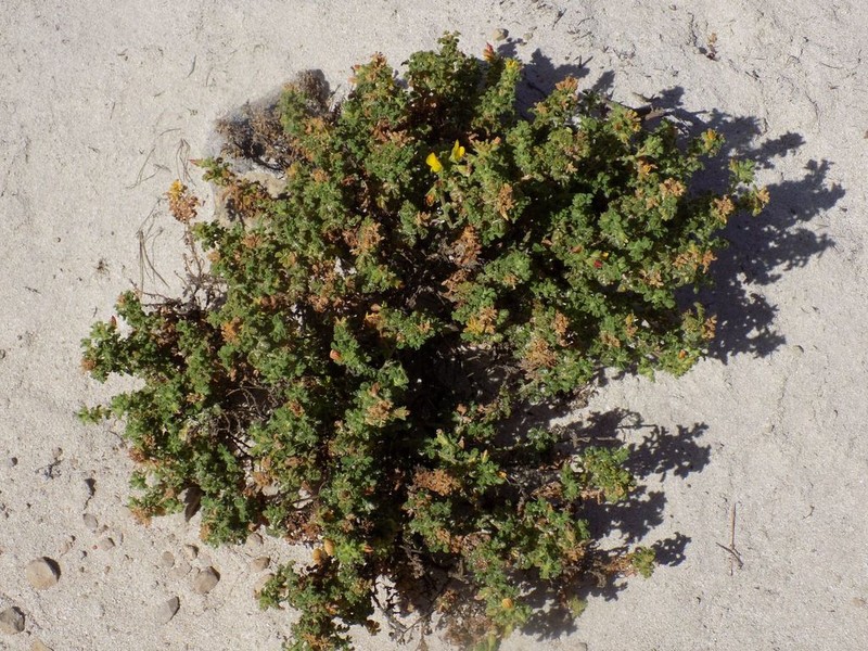 Ononis crispa