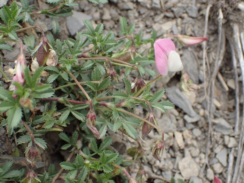 Ononis cristata