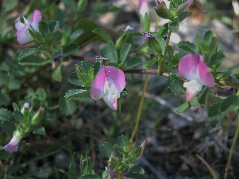 Ononis cristata photo 2