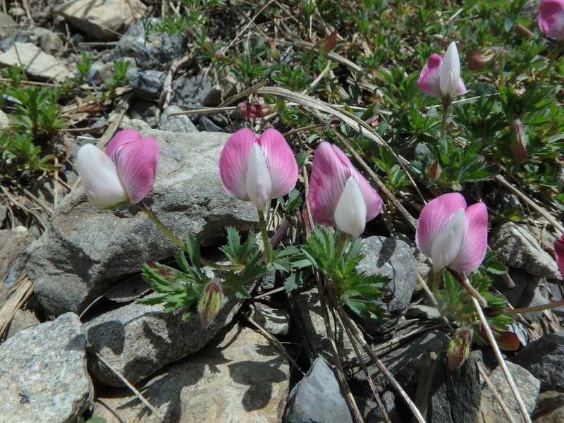 Ononis cristata photo 3