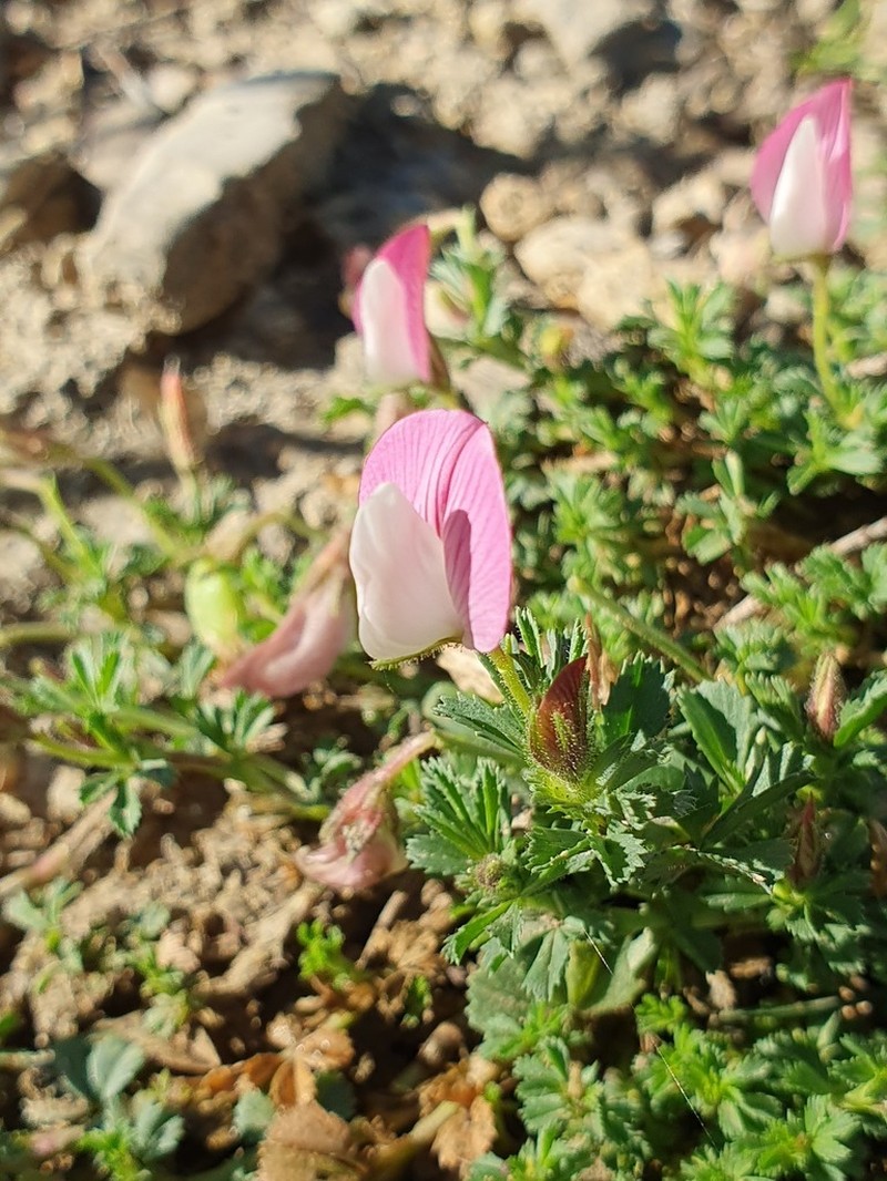 Ononis cristata photo 7