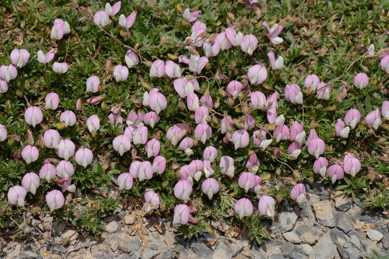 Ononis cristata photo 8