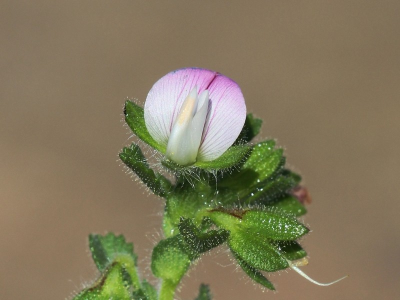 Ononis dentata photo 3