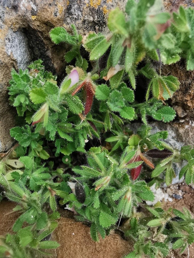 Ononis dentata photo 8