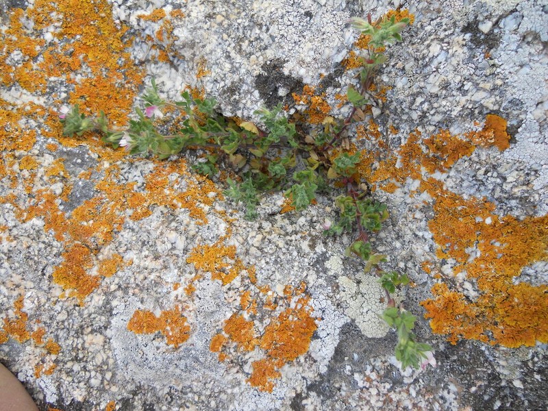 Ononis diffusa photo 2