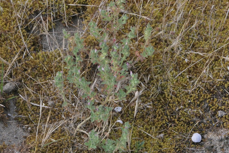 Ononis diffusa photo 3