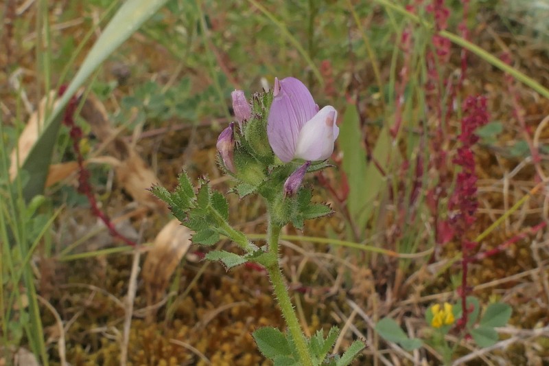 Ononis diffusa photo 5