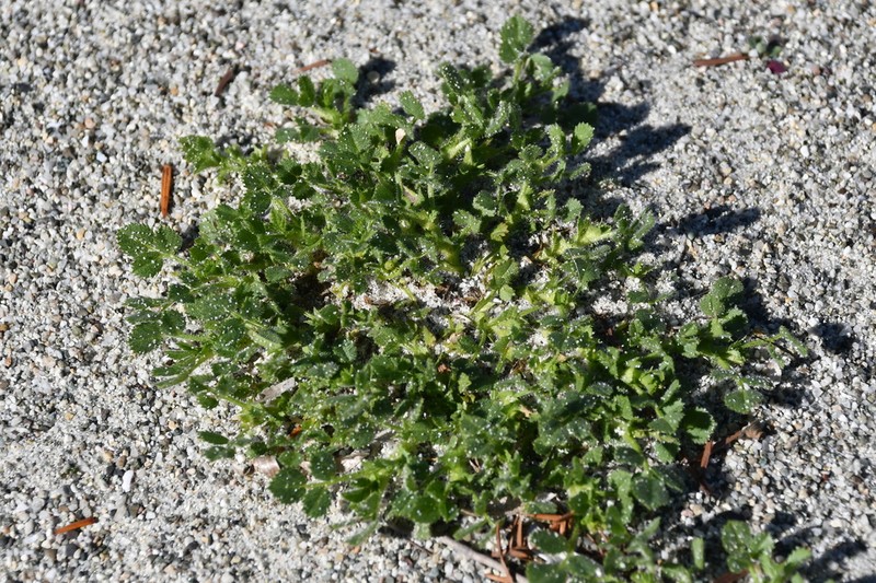 Ononis diffusa photo 6