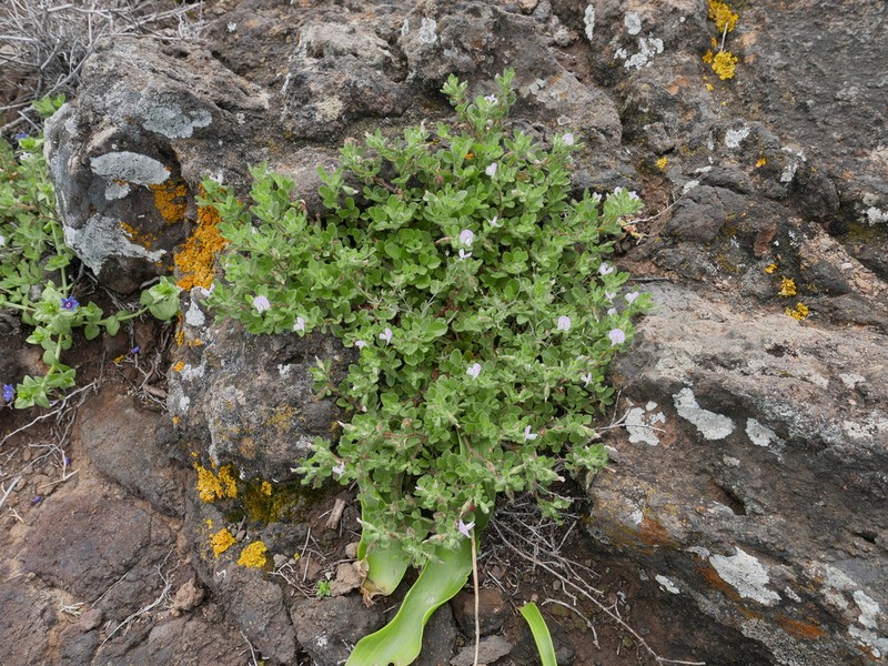 Ononis diffusa photo 7
