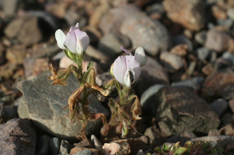Ononis diffusa photo 8