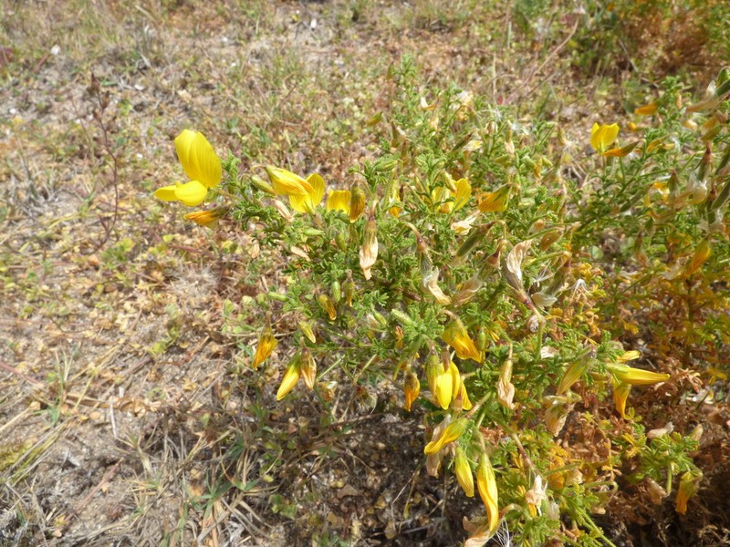 Ononis euphrasiifolia