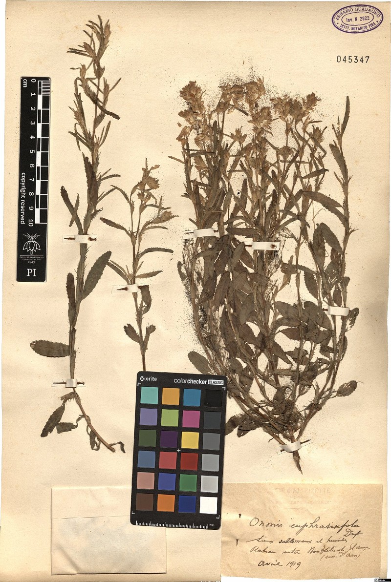 Ononis euphrasiifolia photo 2