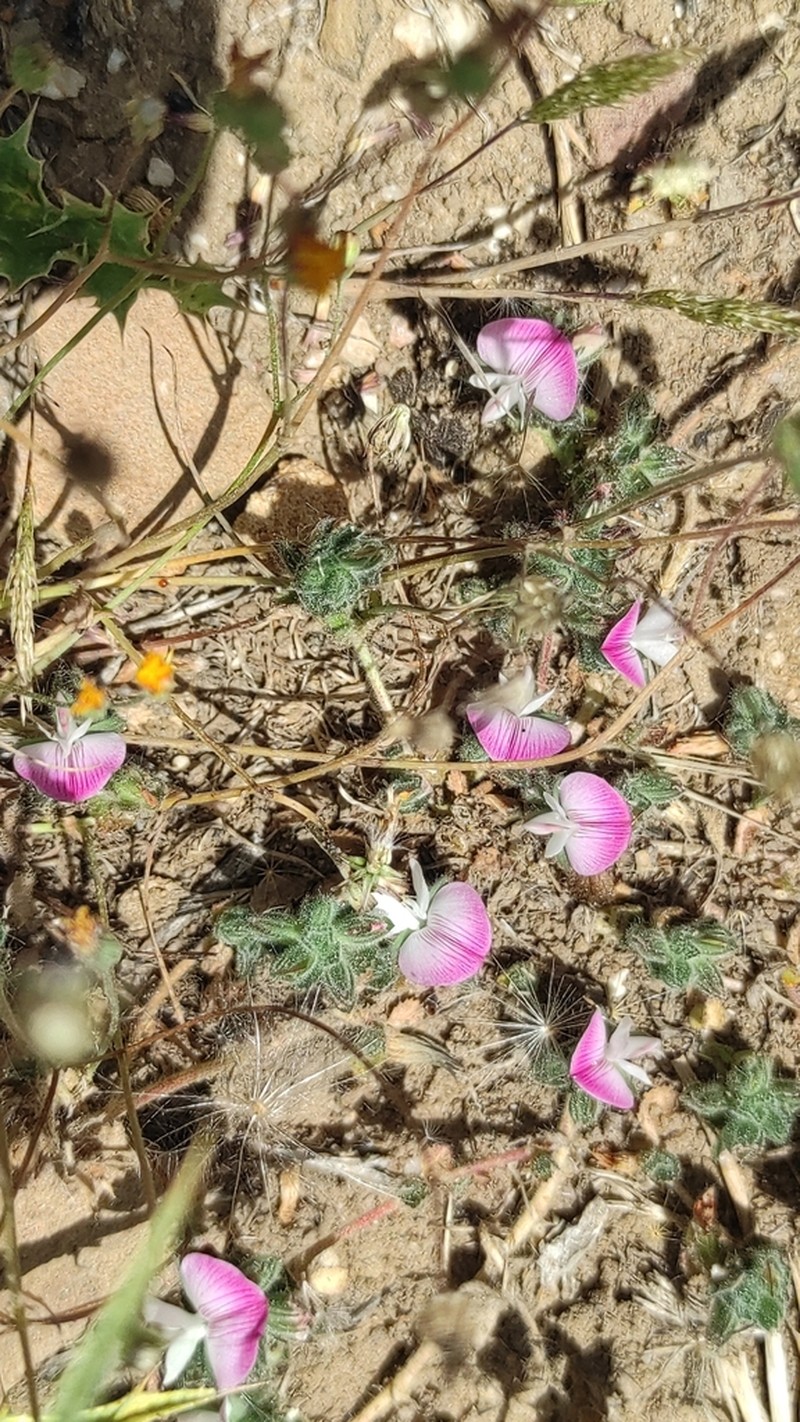 Ononis filicaulis