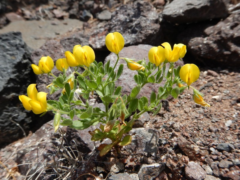 Ononis hebecarpa photo 2