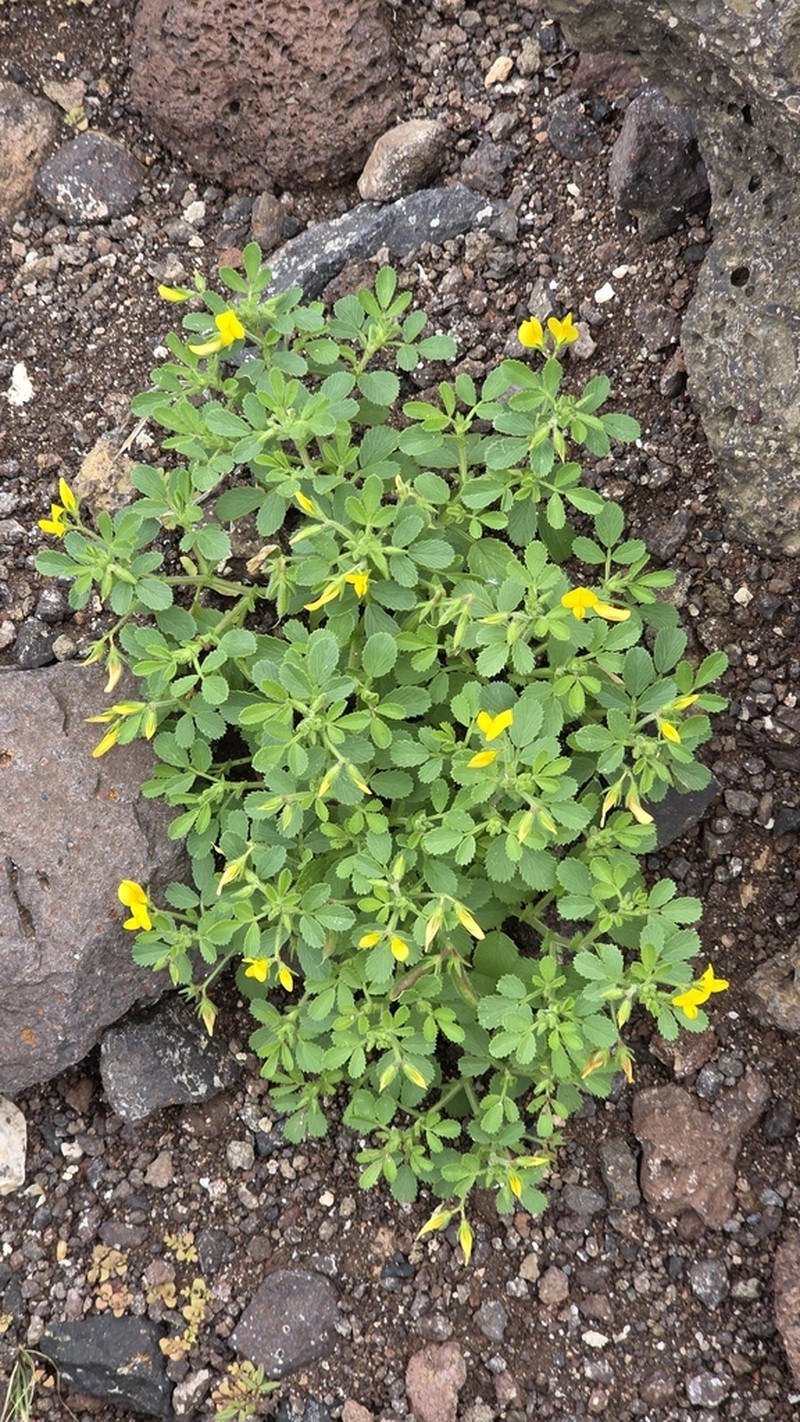 Ononis hebecarpa photo 3