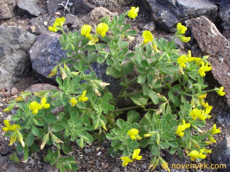 Ononis hebecarpa photo 4