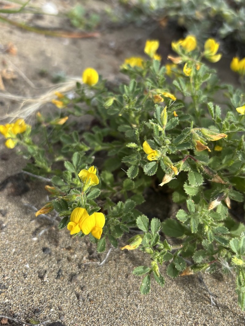 Ononis hebecarpa photo 5