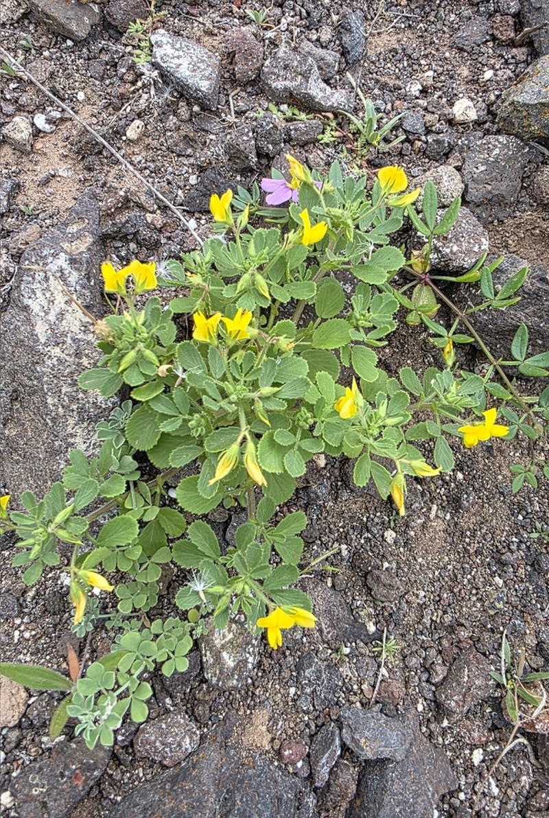 Ononis hebecarpa photo 6