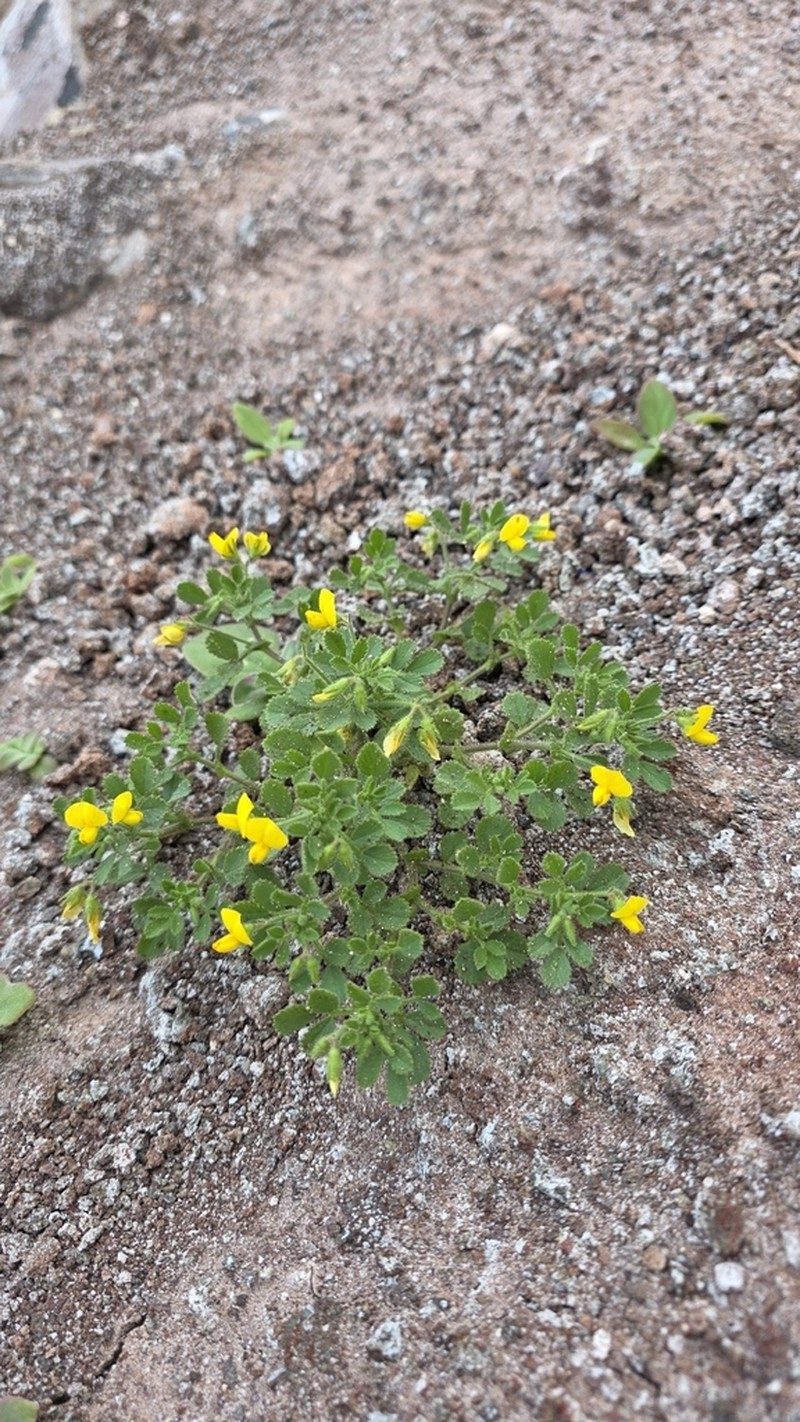 Ononis hebecarpa photo 7