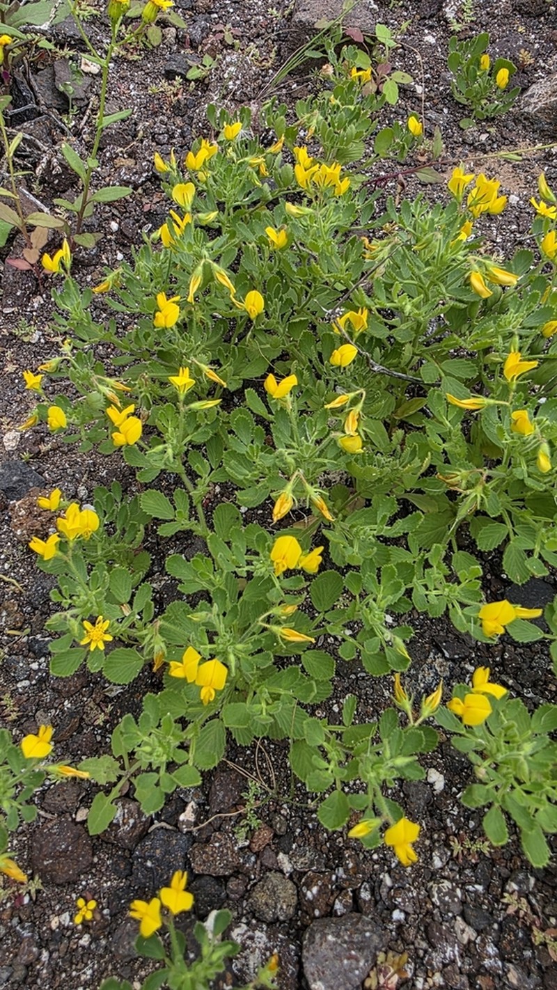 Ononis hebecarpa photo 8