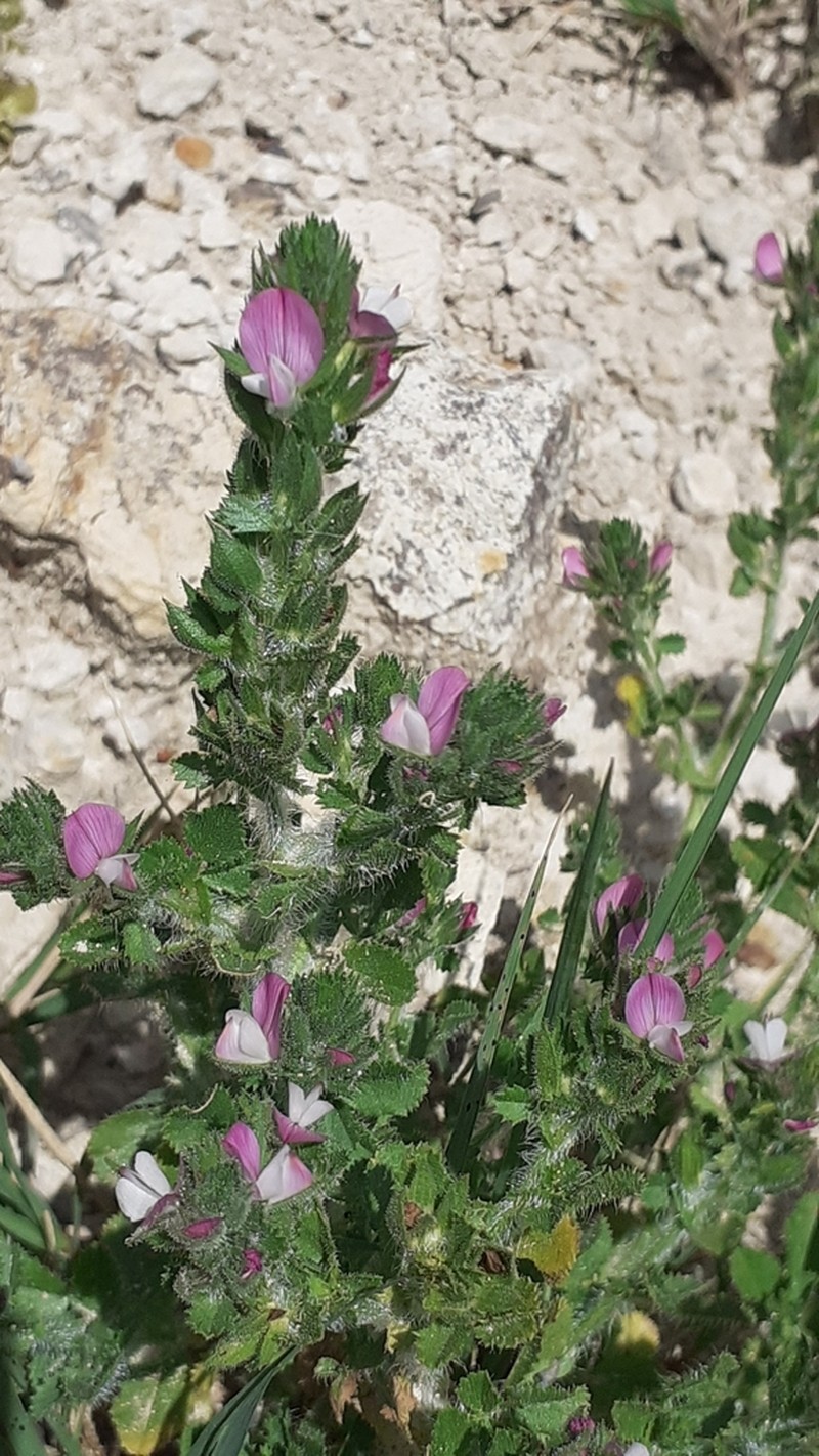 Ononis hirta