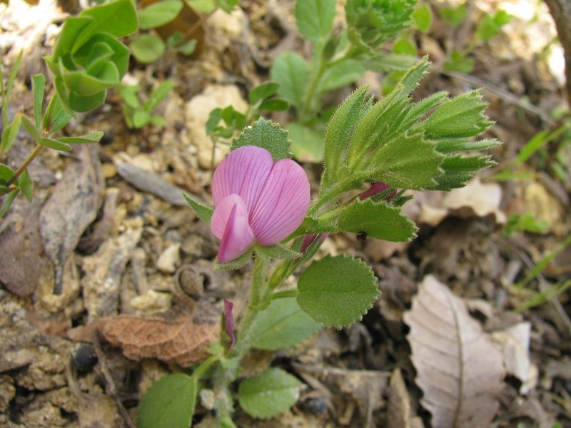 Ononis hirta photo 3