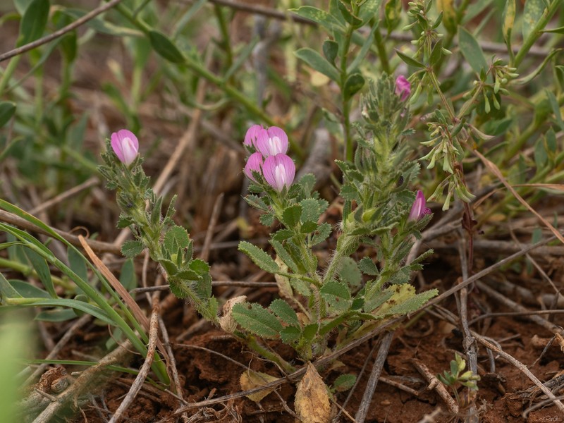 Ononis hirta photo 4