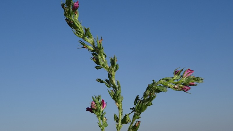 Ononis hirta photo 5