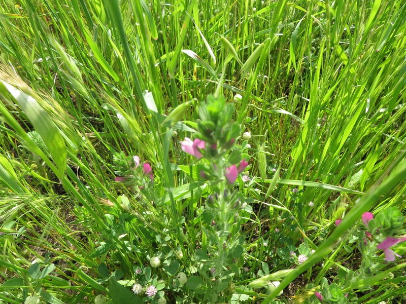 Ononis hirta photo 6