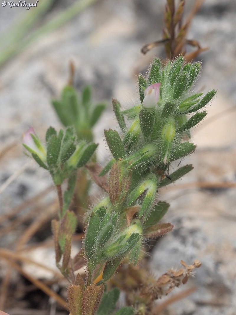 Ononis hirta photo 7
