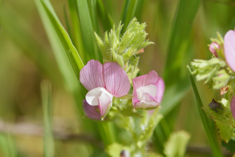 Ononis hirta photo 8